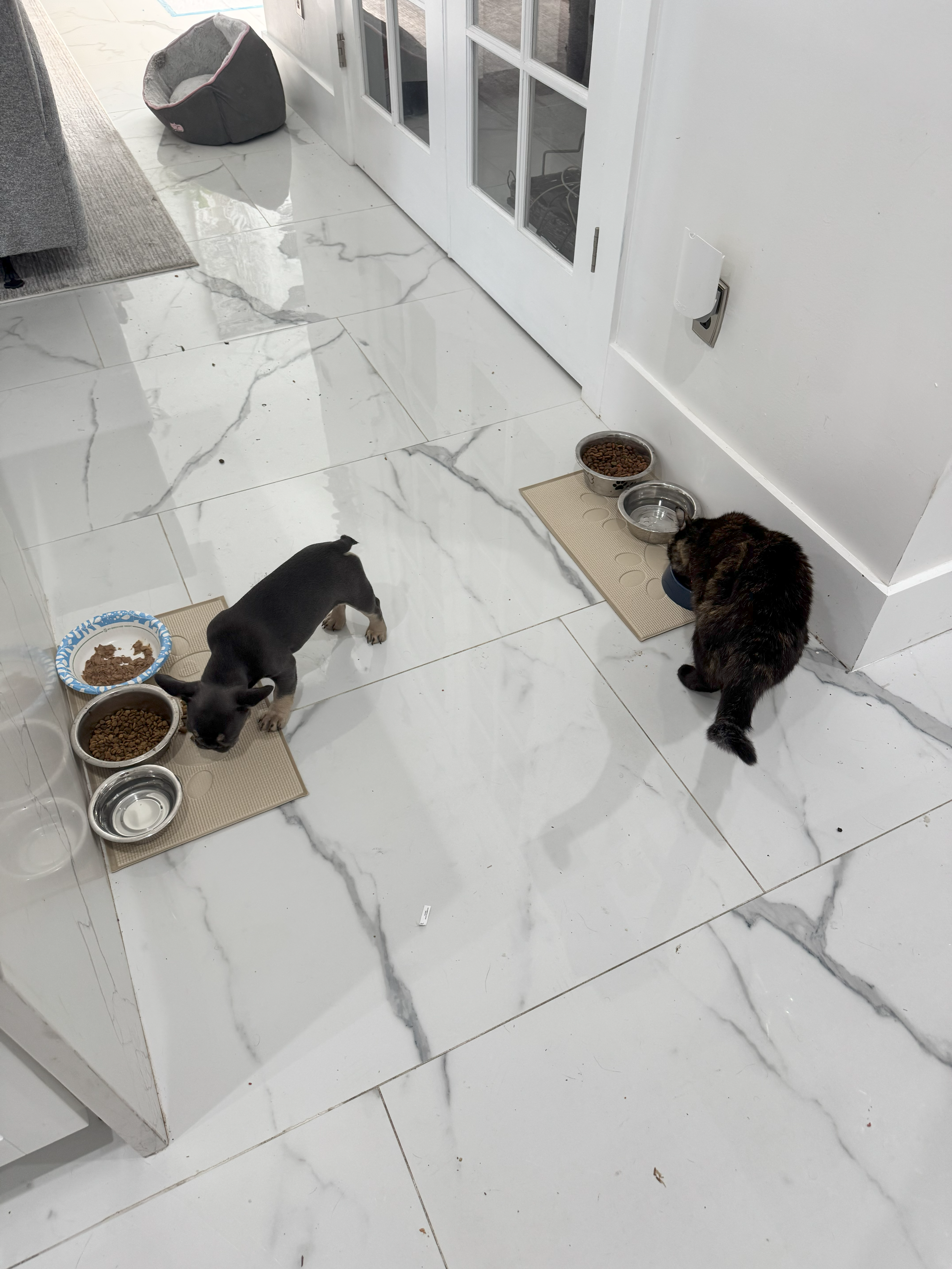 french bulldogs Cape Coral